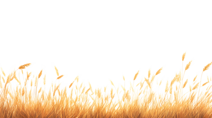 Golden wheat stalks in the field, Isolated on white background