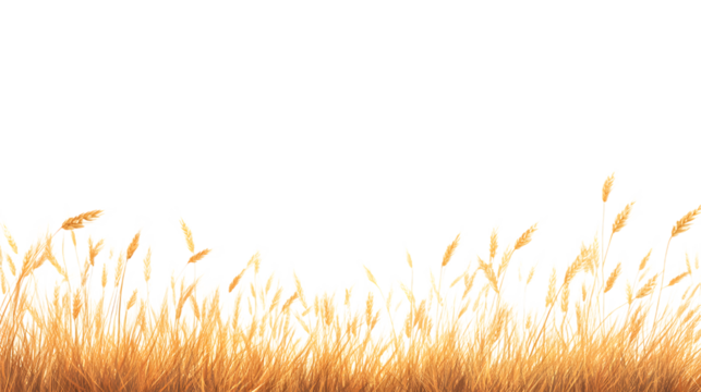 Golden wheat stalks in the field, Isolated on white background
