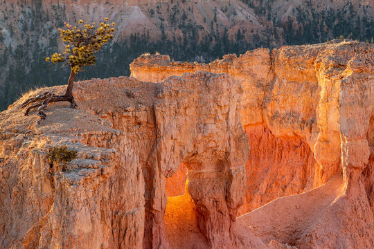 Bryce Canyon am Morgen