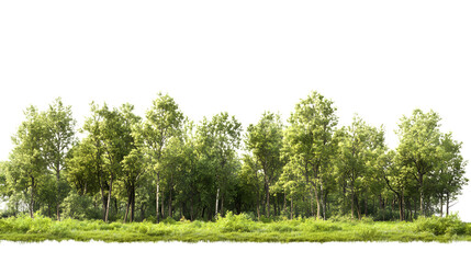 Obraz premium Vibrant green forest line bathed in warm sunlight, perfect for nature scenes and outdoor adventures, Isolated on white background