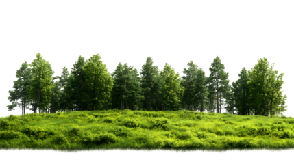 Green forest landscape with sunlit meadow and lush trees, perfect for nature scenes, Isolated on white background
