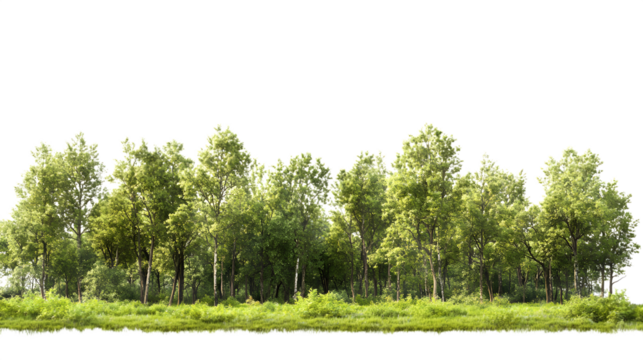 Vibrant green forest line bathed in warm sunlight, perfect for nature scenes and outdoor adventures, Isolated on white background - Powered by Adobe