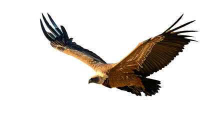 Obraz premium buitre leonado (Gyps fulvus) en primer plano, sobrevolando, con las alas extendidas y el plumaje detallado en tonos marrones y beige. La luz natural resalta la textura de sus plumas. PNG