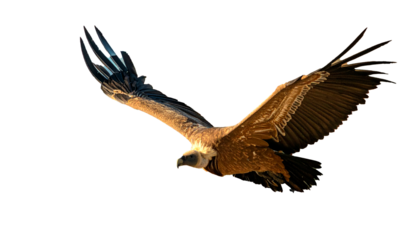 buitre leonado (Gyps fulvus) en primer plano, sobrevolando, con las alas extendidas y el plumaje detallado en tonos marrones y beige. La luz natural resalta la textura de sus plumas. PNG