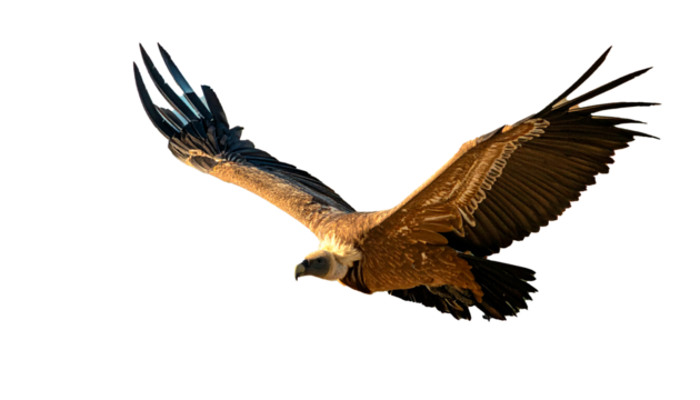 buitre leonado (Gyps fulvus) en primer plano, sobrevolando, con las alas extendidas y el plumaje detallado en tonos marrones y beige. La luz natural resalta la textura de sus plumas. PNG