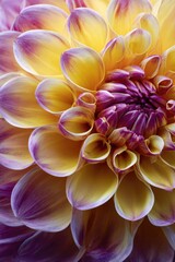 Close-up Dahlia Flower