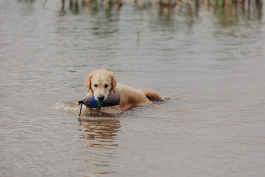 A golden retriever carries dummy from the field. Hunting dog, Training, training, upbringing. Working Golden Retriever in action