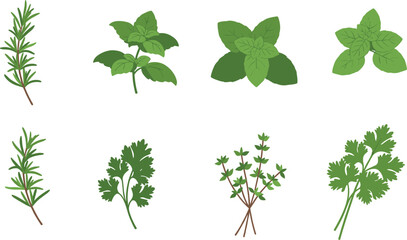 Fototapeta premium Illustration of various culinary herbs on a white background on transparent background