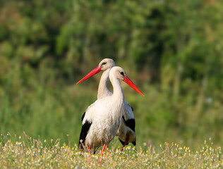 Group of white storks (Ciconia ciconia) photographed close-up in their natural habitat