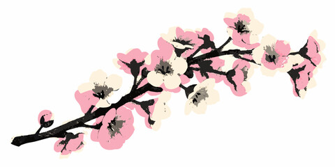 Delicate pink and cream cherry blossom branch with dark brown stem and buds on white background