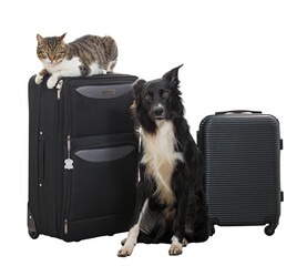 Two funny pets as travel companions. Full length portrait of cute puppy and kitten standing quietly together, near vacation luggage, ready for vacation trip. Cat and dog travelers