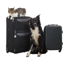 Two funny pets as travel companions. Full length portrait of cute puppy and kitten standing quietly together, near vacation luggage, ready for vacation trip. Cat and dog travelers