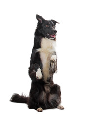 Full length portrait of a funny border collie dog standing on hind paws showing tricks being well trained. Disciplined purebred puppy isolated on transparent background