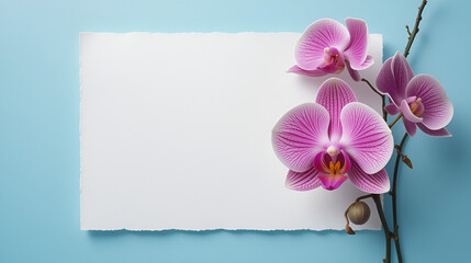 Empty white paper for text with orchids flower of two comer on pastel blue background