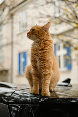 Ginger street cat resting on car roof outdoors in autumn city