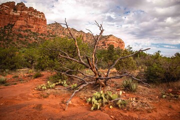 Bell Rock Courthouse Butte Sedona Arizona Landscape Hiking View