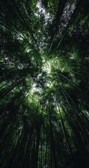 Naklejka premium Lush forest canopy viewed from below (1)