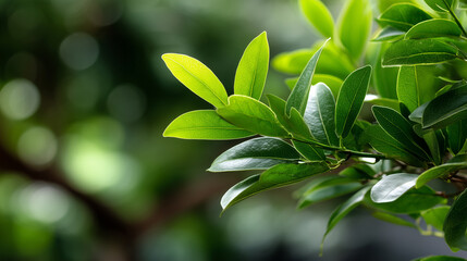 Obraz premium Fresh vibrant green leaves in summer garden