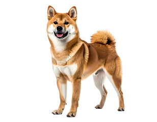 Shiba Inu: A stunning Shiba Inu dog with a beautiful coat poses confidently, its alert expression reflecting its inherent qualities in a studio setting.