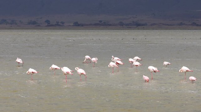Flamingo birds in Africa wildlife safari game tour in the national park Tarangire and Ngorongoro. 4k video of variety of wildlife in african savanna bush. Dry grass animals hiding