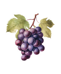 Fototapeta premium Minimalist Dragon Fruit Illustration – Tropical Vector Design for Food, Wellness, and Lifestyle Products