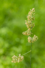 Grass Seed Head: A Green Symphony