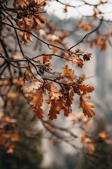 Autumn leaves on a branch against a blurred backdrop