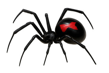Black widow spider crawling on transparent background