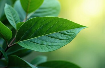Bright green leaves with detailed texture and natural sunlight in the background