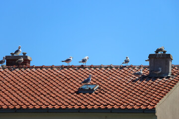 Seagulls standing on the roof and bright blue sky.