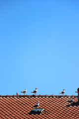 Seagulls standing on the roof and bright blue sky.