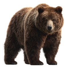 Fototapeta premium isolated brown bear standing, dense fur realism, subtle shadow, transparent background, stock PNG, textured grain