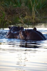 Fototapeta premium Submerged strength in water