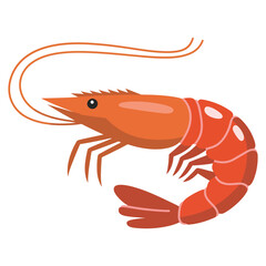 shrimp vector illustration
