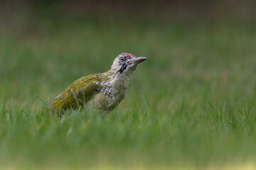 Juvenile green woodpecker (Picus viridis) feeds in the grass in a UK garden