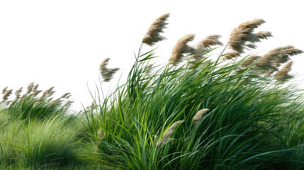 Whispering Reeds: Capturing the ethereal beauty of tall reeds swaying gracefully in a gentle breeze, evoking a sense of peace, tranquility, and the raw essence of nature's simplicity.