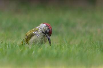 Juvenile green woodpecker (Picus viridis) feeds in the grass in a UK garden