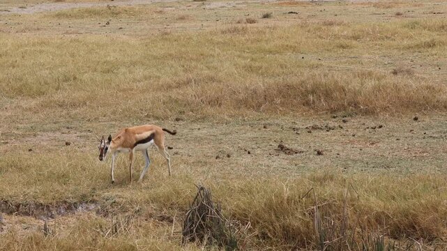 Gazelle antelope in the wild nature. Africa wildlife safari game tour in the national park Tarangire and Ngorongoro. 4k video of variety of wildlife in african savanna bush. Dry grass animals hiding