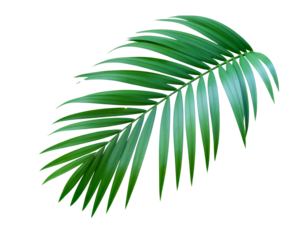  Firefly_ Green leaf of palm tree on transparent background png file