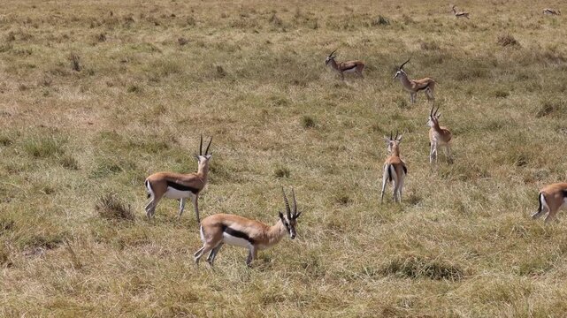 Gazelle antelope in the wild nature. Africa wildlife safari game tour in the national park Tarangire and Ngorongoro. 4k video of variety of wildlife in african savanna bush. Dry grass animals hiding