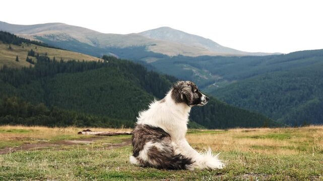 Sheepdog guarding flock of sheep on mountain peak. Large dog scratching while watching herd. Scenic landscape with conifer forest and cloudy dramatic sky in background.