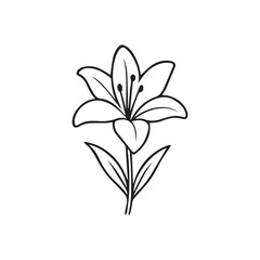 Simple Black and White Lily Flower Outline Vector Illustration