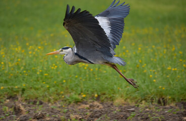 A heron flying low over a freshly plowed field.

