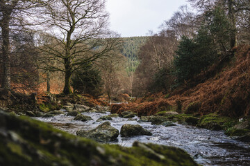 stream in the forest