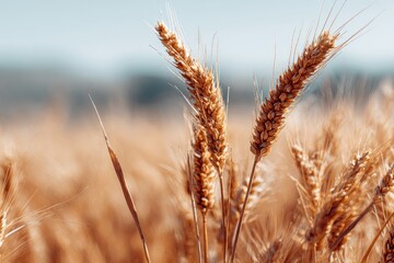 Fototapeta premium Golden wheat field in sunlight (3)