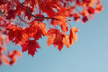 Vibrant autumn leaves against a light blue sky