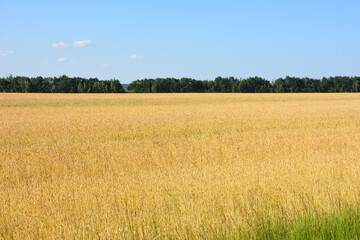 Golden wheat field under blue sky with trees on horizon