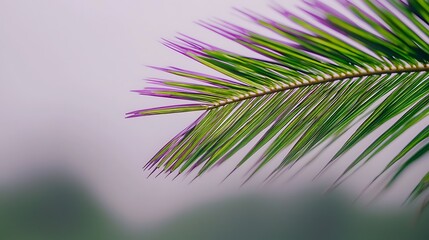 Obraz premium Abstract palm shadow across clean backdrop, captured in 4K with 50mm f1.8 optics, minimal scene with precise soft highlights