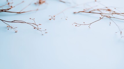 High-resolution minimal twig composition, 35mm lens rendering delicate structure against a calm studio tone