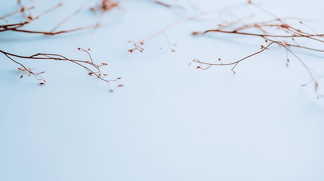 High-resolution minimal twig composition, 35mm lens rendering delicate structure against a calm studio tone